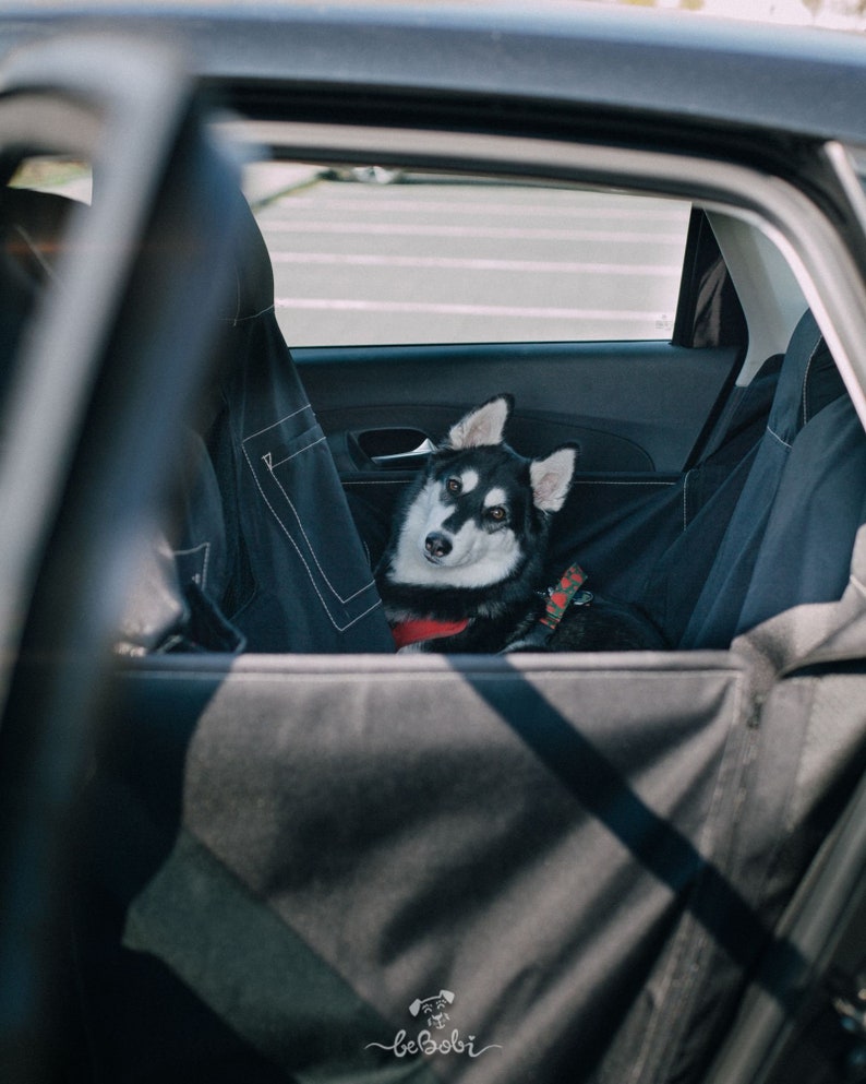 May include: A black and white husky dog sits in the back seat of a car. The dog is wearing a black harness with red accents. The dog is looking at the camera.