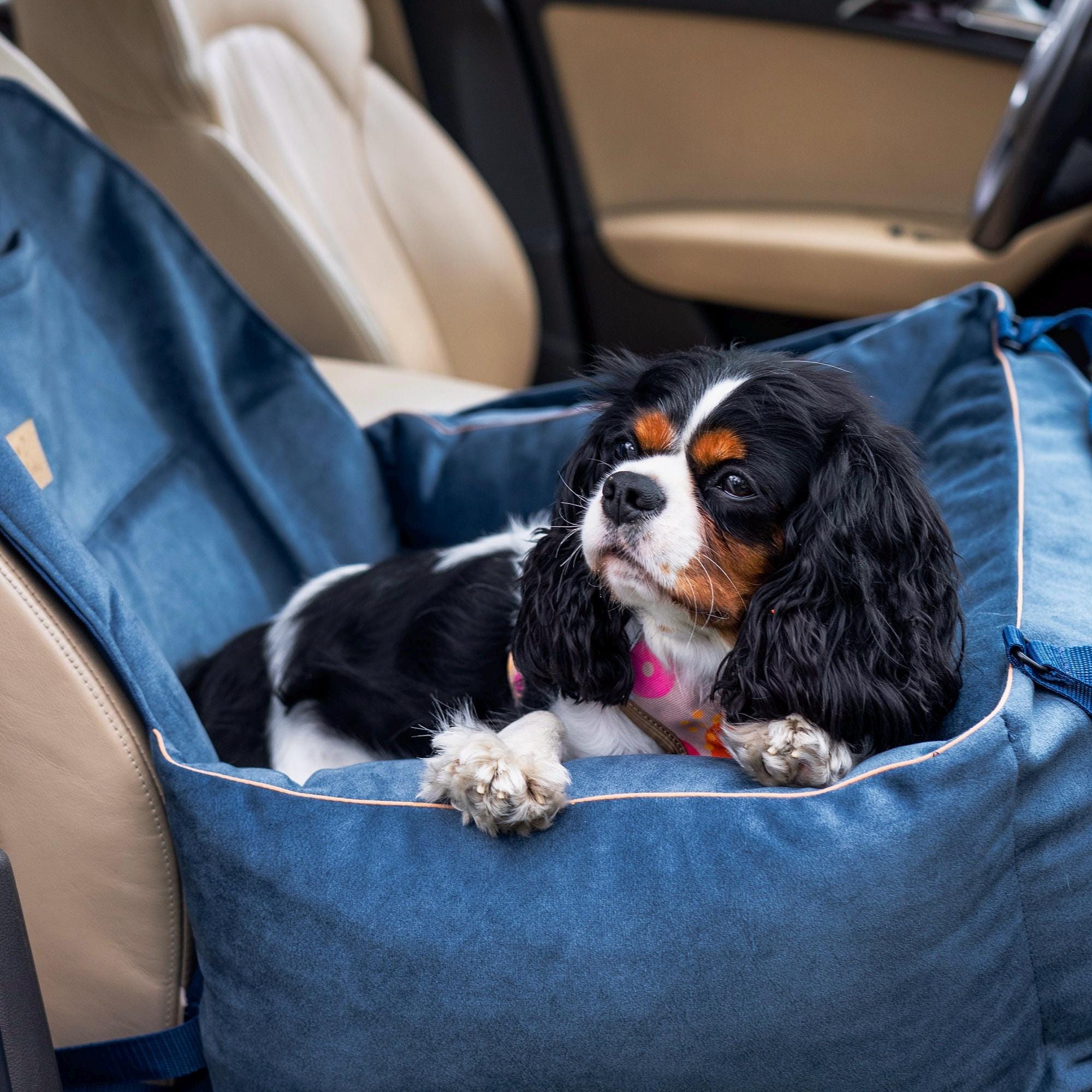 Cintura di Sicurezza per Cani, Animali Domestici per Auto