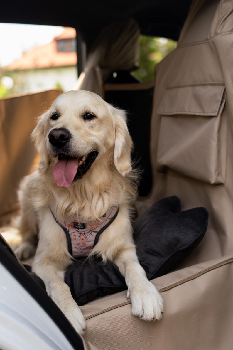 May include: A golden retriever dog wearing a pink floral dog harness sits in the back seat of a car. The dog is looking to the right of the frame and has its tongue sticking out. The car seat is covered in a beige fabric with a black pocket and a black pillow.