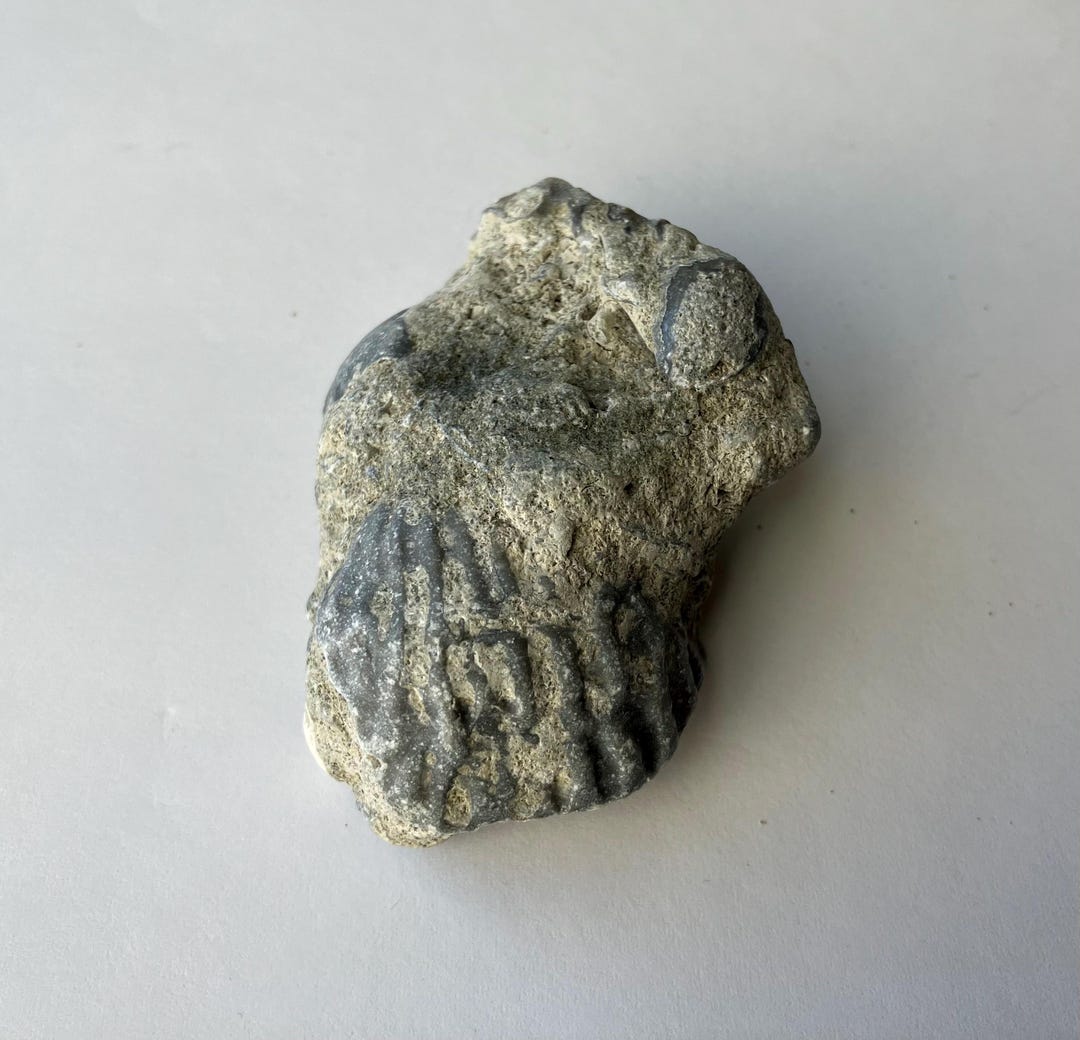 Pre Historic Shell Pre-historic Shell Fossil - Etsy