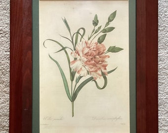 VTG Pierre-Joseph Redoute Print, Oeillet Panache Flower, Framed