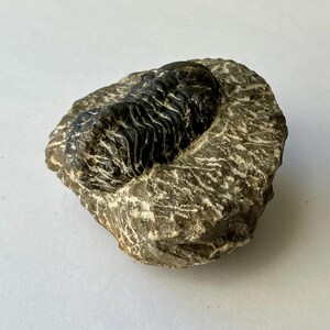 May include: A fossilized trilobite, a prehistoric marine arthropod, embedded in a gray rock matrix.