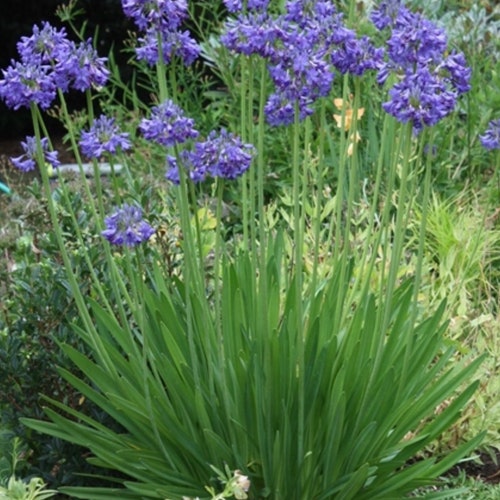 20 AGAPANTHUS White Lily of the Nile / Perennial Evergreen / - Etsy