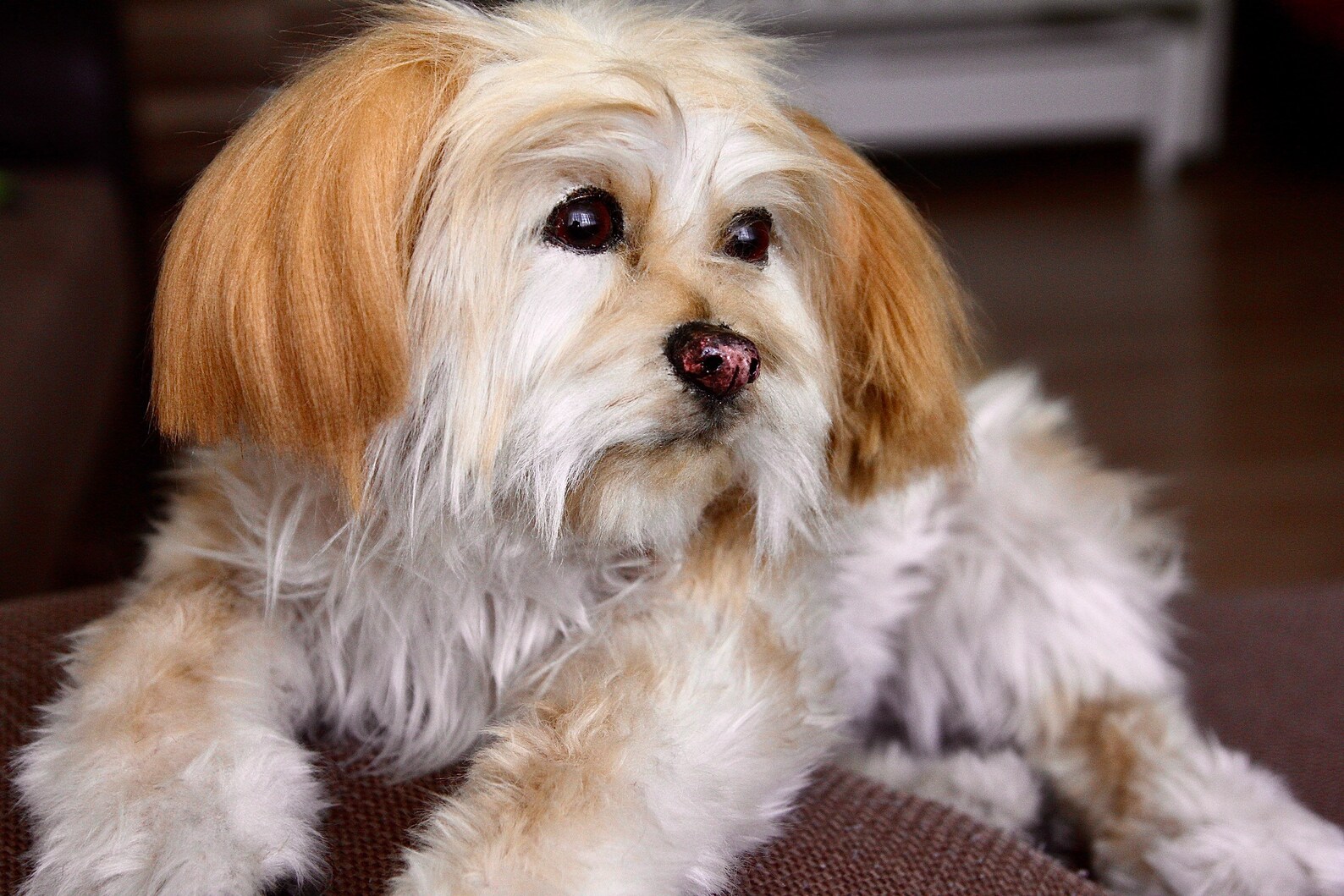 Stuffed dog realistic dog toy dog puppy made to order etsy