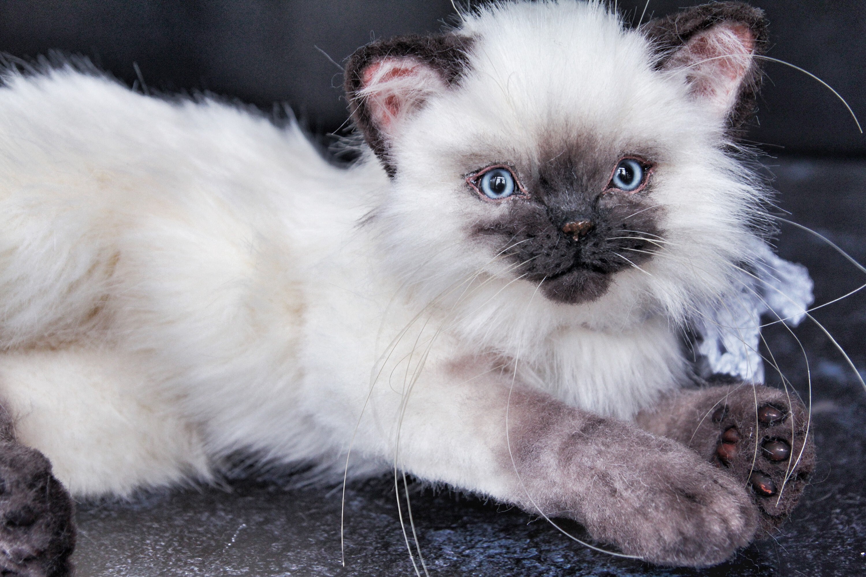Peluche gato siames hotsell