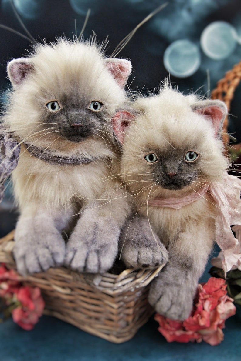 teddy cat toy