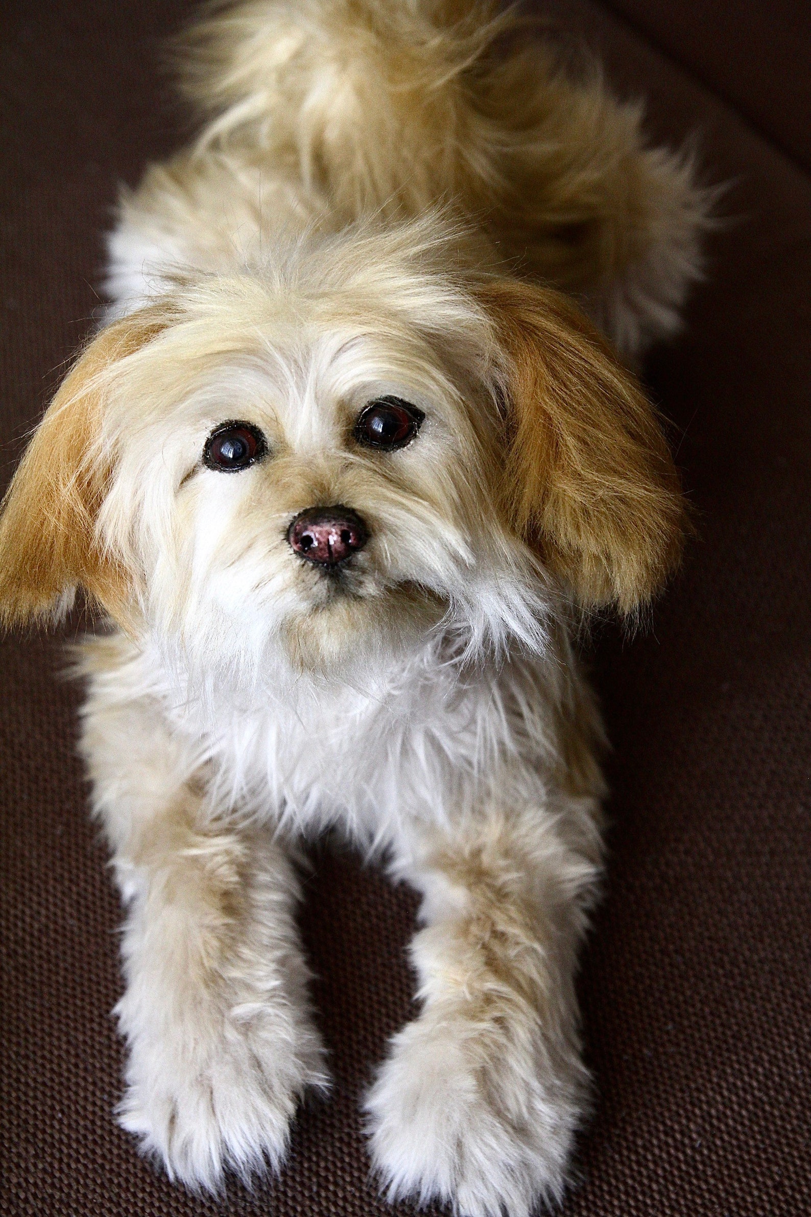 Stuffed dog realistic dog toy dog puppy made to order etsy