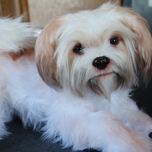 Realistic Shih Tzu Dog, Soft Stuffed Dog, Realistic Dog, Toy Dog Puppy, Long Hair Dog CUSTOM MADE!
