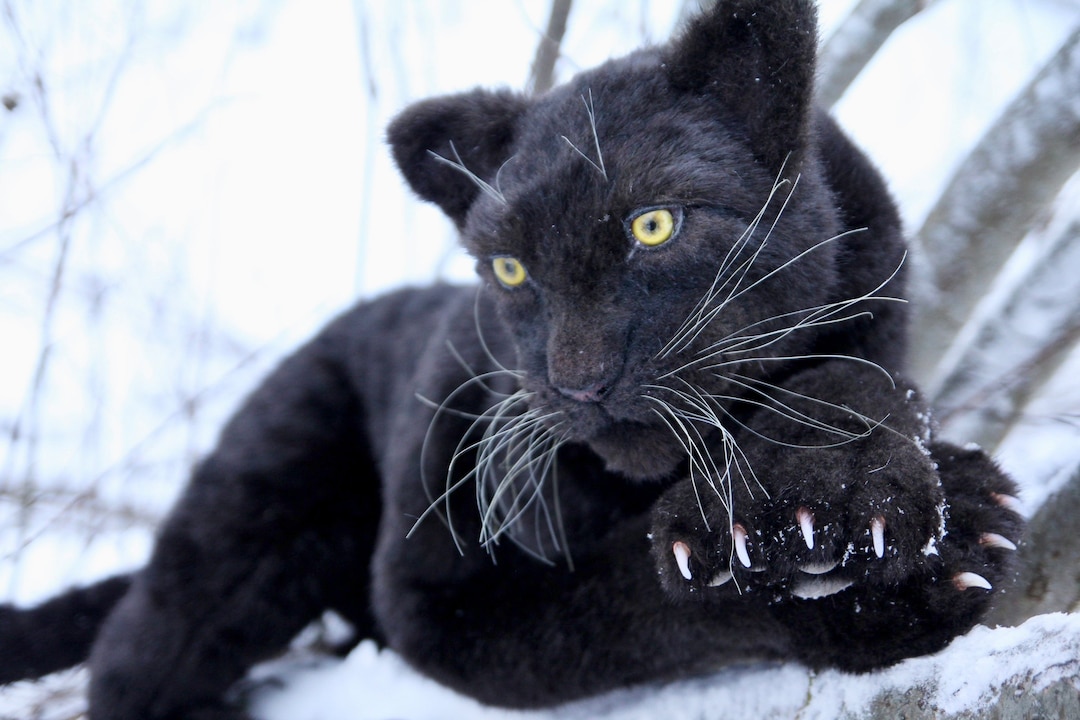 Black Jaguar Black Panther Panther Toy Made to Order Etsy UK