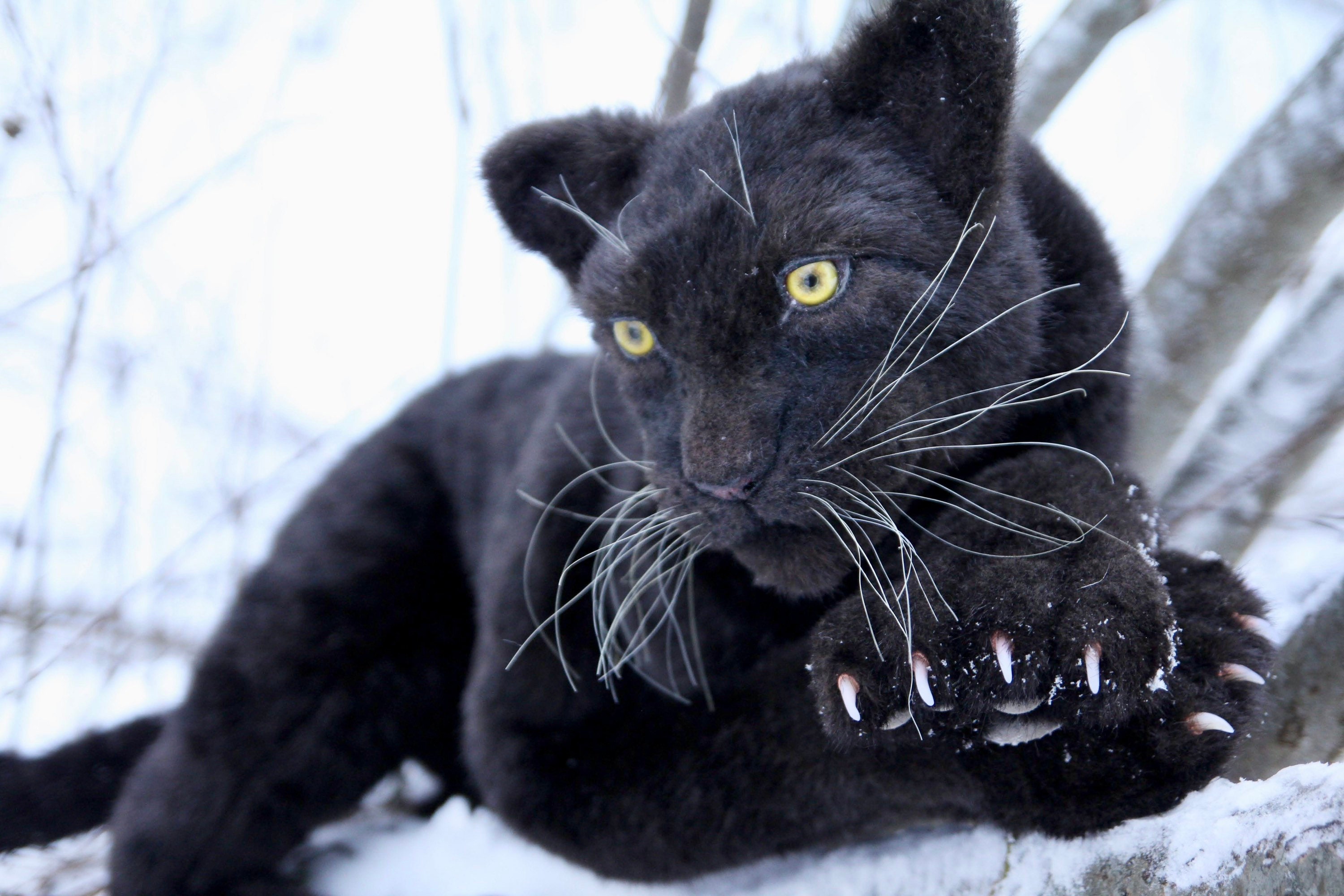 Black Jaguar Black Panther Panther Toy Made to Order Etsy