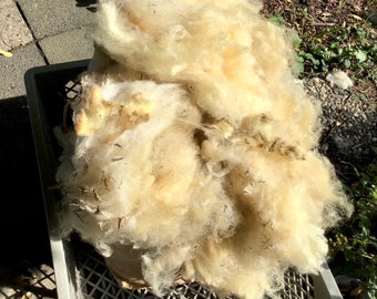 1 kg of raw wool from a local shepherd, 7.99/kg, virgin wool, sheep's wool, Merino - Coburg Fox - Schwarzkopf