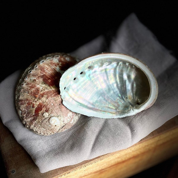 Beautiful Abalone Shells - Abalone shell - Haliotis - Size >9.5 cm - Smudging Bowl