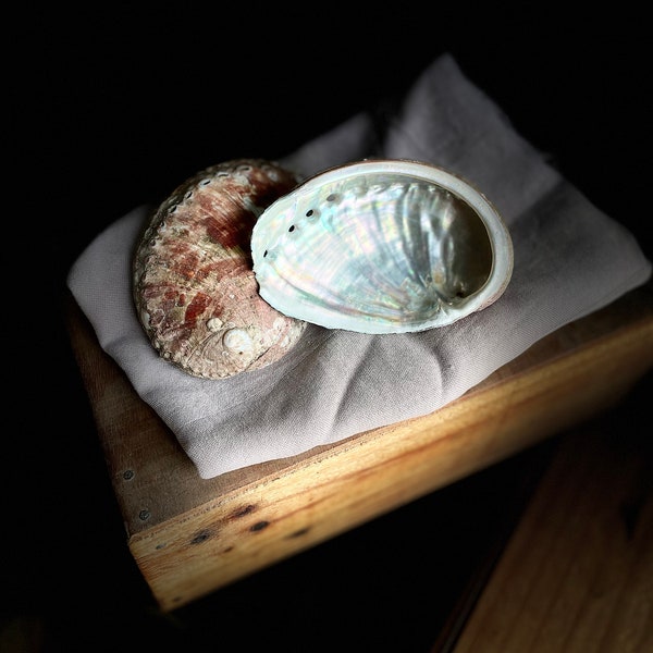 Coquilles Ormeaux - Abalone shell - Haliotis - Taille 8cm<9,5 cm - Smudging Bowl