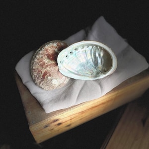 Beautiful Abalone Shells - Abalone shell - Haliotis - Size &gt;9.5 cm - Smudging Bowl