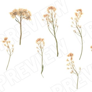 Digital Download REAL Pressed Flowers- Basket Of Gold, Wild Flowers for Invitations, Mixed Media, Clip Art, Dried Flower Jpeg Png Svg