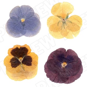 Digital Download REAL Pressed Flowers- Pansies, Wild Violet Flowers for Invitations, Mixed Media, Clip Art, Dried Flower Jpeg Png Svg