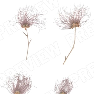 Digital Download REAL Pressed Flowers- Apache Plume, Wild Flowers for Invitations, Mixed Media, Clip Art, Dried Flower Jpeg Png Svg