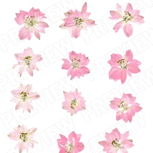 Digital Download REAL Pressed Flowers- Pink Larkspur, Wild Garden Flowers for Invitations, Mixed Media, Clip Art, Dried Flower Jpeg Png Svg