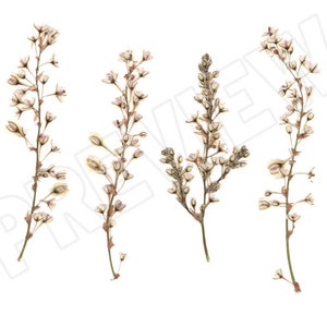 Digital Download REAL Pressed Flowers- Silver Lace, Wild Flowers for Invitations, Mixed Media, Clip Art, Dried Flower Jpeg Png Svg