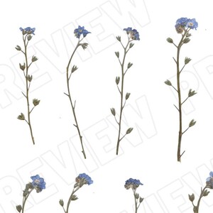Digital Download REAL Pressed Flowers- Forget me Nots, Garden Wild Flowers for Invitations, Mixed Media, Clip Art, Dried Flower Jpeg Png Svg