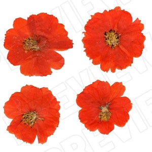 Digital Download REAL Pressed Flowers- Orange Cosmo, Flowers for Invitations, Backgrounds, Mixed Media, Clip Art, Dried Flower Jpeg Png Svg