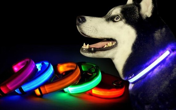 led dog collar