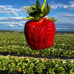 Fruchtaufstrich Schneeweißchen und Rosenrot Marmelade Bild 3