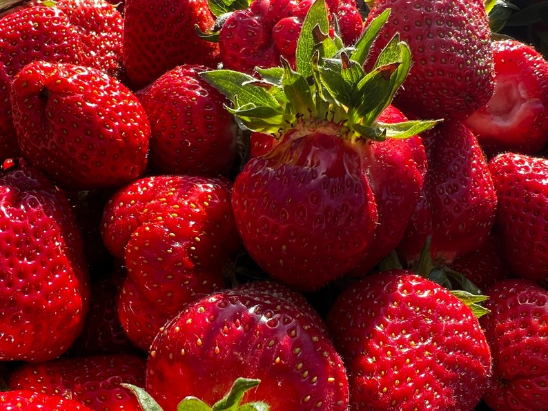 Fruchtaufstrich Schneeweißchen und Rosenrot Marmelade Bild 4