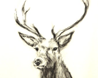 Digital download, stag portrait, black and white stag drawing, stag, deer, stag art, deer art, stag wall art, charcoal drawing, animal art