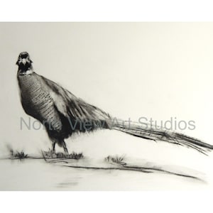 Pheasant Giclée Print: from original Charcoal Bird Drawing, Black and White Wall Art