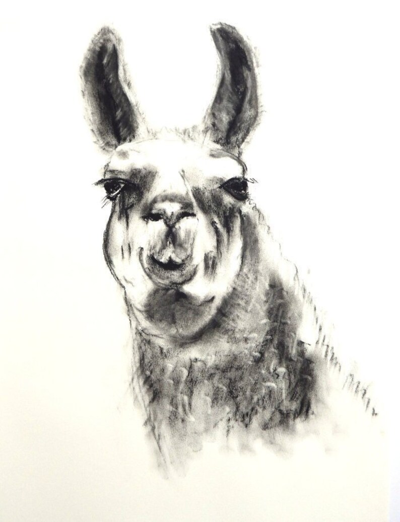 original llama portrait, black and white llama drawing, Llama, llama art, llama gift, llama wall art, charcoal drawing, animal art image 1