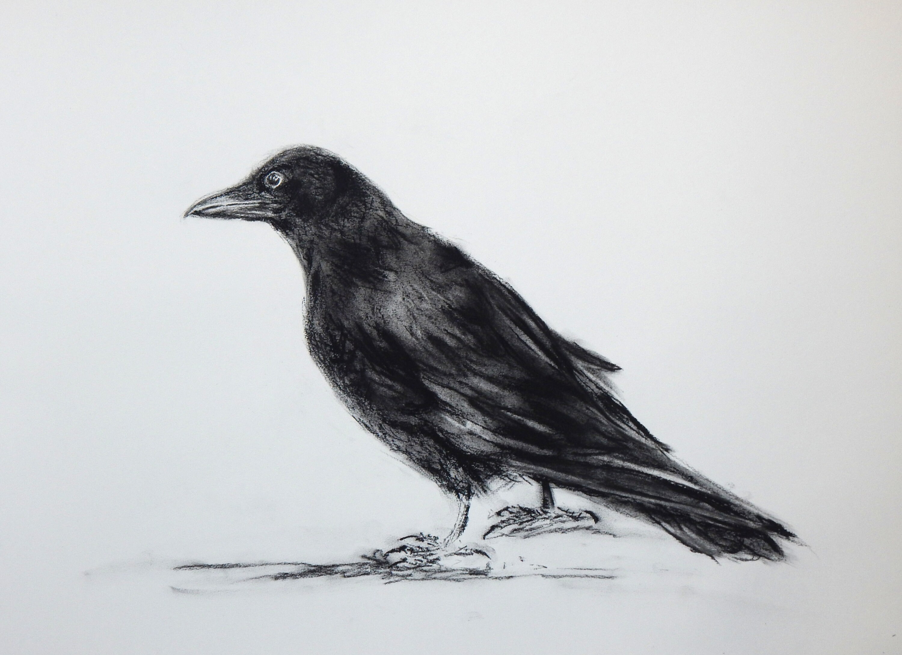 Charcoal drawing of a Crow by p3vstudio on DeviantArt