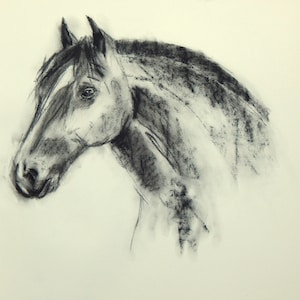 Original Horse Charcoal Drawing: Animal Portrait Wall Art (565mm x 415mm)