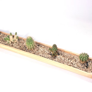 Bamboo cactus box, fruit bowl unique