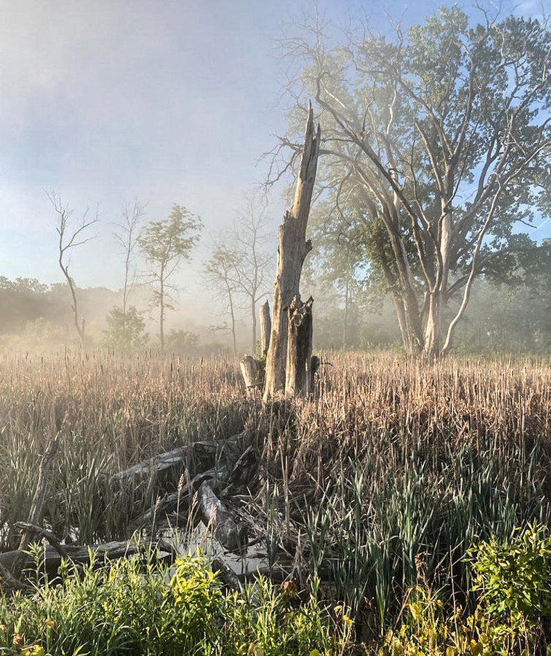 Tree Stump zdjęcie 1