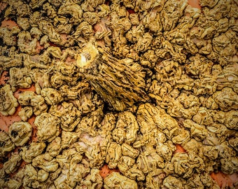 Bumpy Pumpkin (Digital Download)