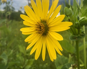 Yellow Wildflower