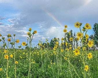 Rainbow and Sunflowers