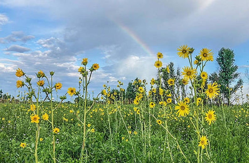 Rainbow and Sunflowers zdjęcie 1