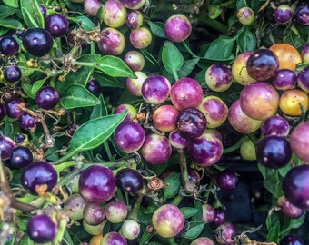 Almost Ripe (Digital Download)