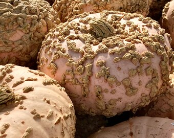 Bumpy Pumpkins (Digital Downloads)