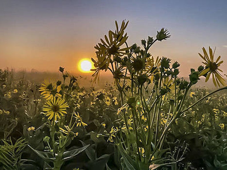 Good Morning zdjęcie 1