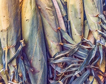 Sweet Corn (Digital Print)