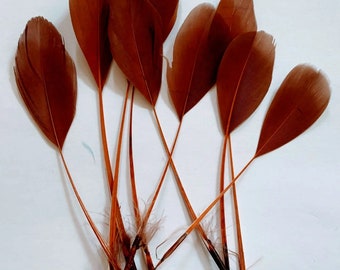 Beautiful Brown stripped Coque Feathers x 10 pieces