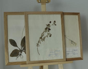 1955:e uppsättning av 3 vintage herbarier Plantae Estoniacee INRAMAD