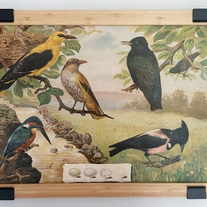 1914th Antique original print BIRDS: Starling, Oriole, Kingfisher | Educational School Charts / Wall Posters 40*54cm Grossman and Knebel