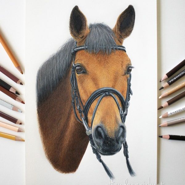 Pferdeportrait nach Foto malen lassen als Buntstiftzeichnung