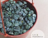 String of hearts trailing succulent live house plant 6 in hanging pot Ceropegia woodii