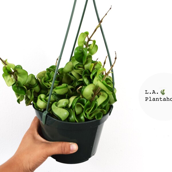 Hindu Rope Hoya Carnosa Compacta live house plant 6 in. pot trailing vine Krinkle Kurl wax plant