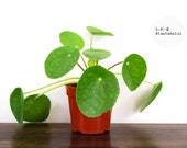 Pilea Peperomioide Live house plant 4 inch pot